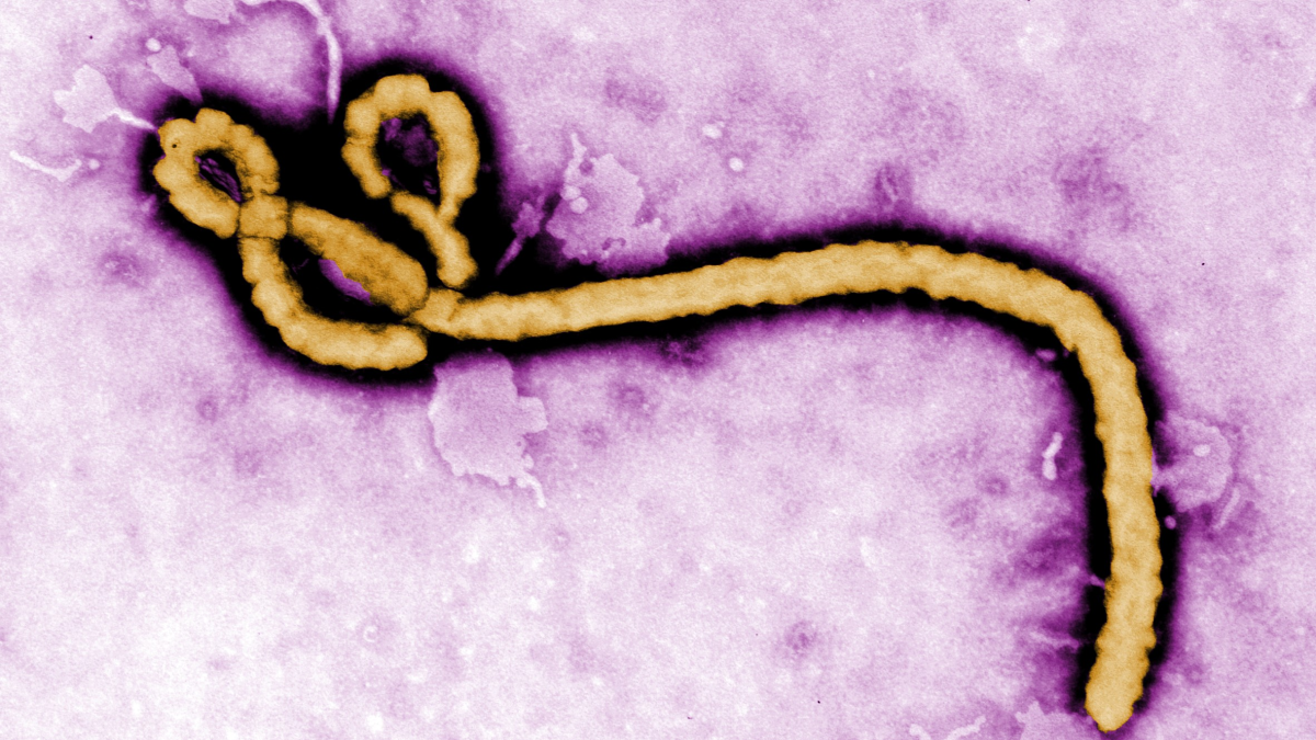 Top 5 Stories Of The Day | NCDC says Nigeria Is Not Fully Ready For An Ebola Outbreak