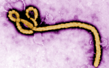 Top 5 Stories Of The Day | NCDC says Nigeria Is Not Fully Ready For An Ebola Outbreak